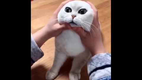 Most satisfying funny cat videos 2023😂😂😂😂