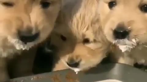 Hungry Baby Retrievers🥺😂🥰🐶| #retriever