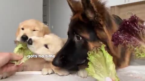 German Shepherd Reviews Food With Puppies