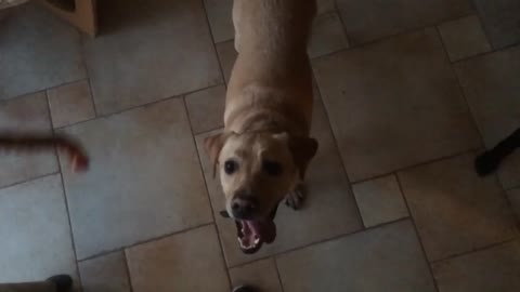 Happy Labrador jumping in slow mo