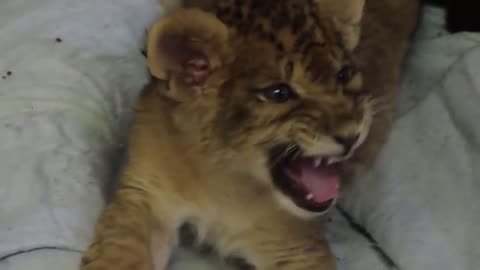 Lion Cub Gives Us His Best Roar