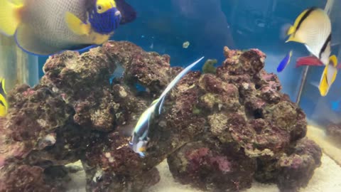 Moorish idol, first day of breeding