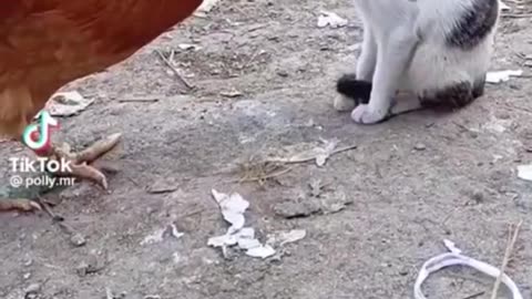 Hilarious Cat and Chicken Moments That Will Make You LOL!