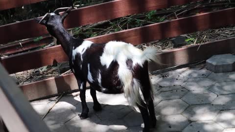 KAMBING LUCU DI KEBUN BINATANG GEMBIRALOKA