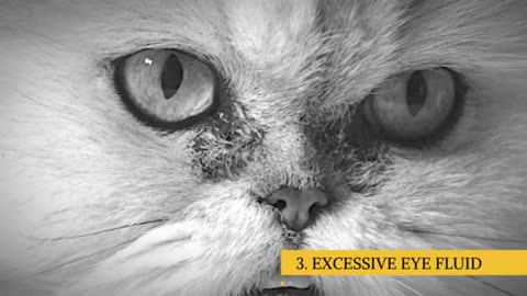 Himalayan Cat 101 : Breed & Personality