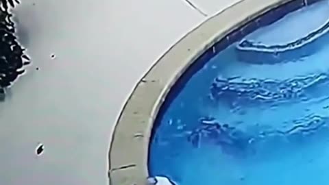 Cute Cat loves to dive in swimming pool