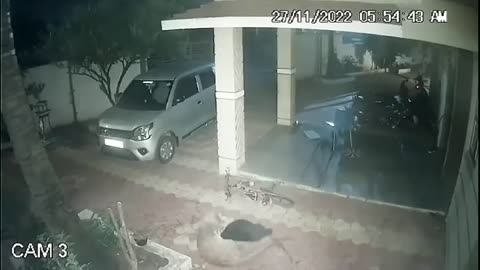 Leopard Attacks German Shepherd