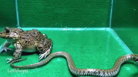 Asian Bullfrog vs Snake vs Mouse