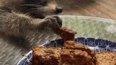 A raccoon sneaks a peek at bread