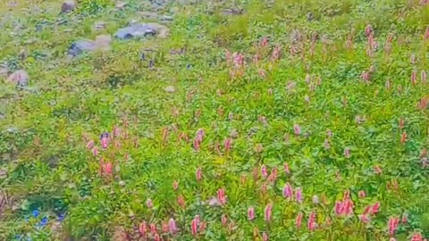 Different Colure Flowers | Supat tour | Supat Valley | Supat tour | Supat Kohistan | Supat Pakistan