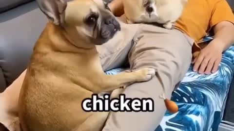 Funny DOG Videos that Make Me Burst Into Tears Laughing.🤣🐶