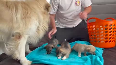 Golden Retriever Meets Puppies for the First Time