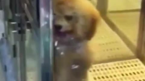 Funny dancing dog for a coffee