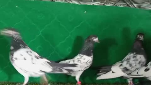 Beautiful pigeon breeder pair best flying