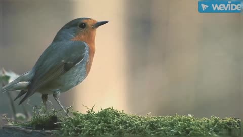 BEAUTIFUL ROBIN BIRD