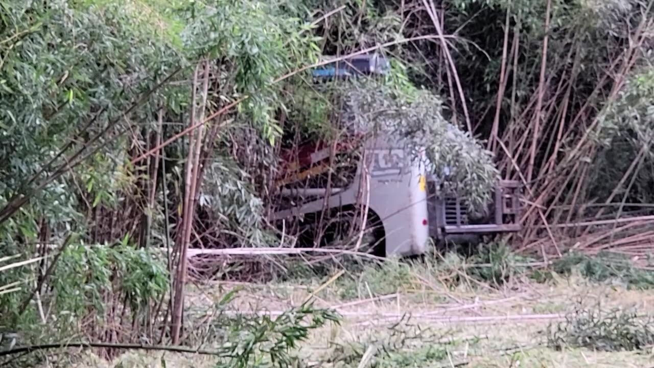 CUTTING DOWN A BAMBOO FOREST WITH A TRACK LOADER