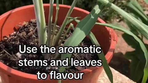 Rooting lemon grass stems.