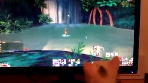 Gamer Cat