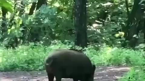 Wild boar loves the swimsuit