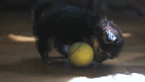 Funny yorkshire terrier puppy is played at home