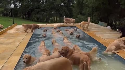 Dogs swimming pool 😁