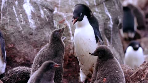 How krill fishery threatens Antarctic wildlife