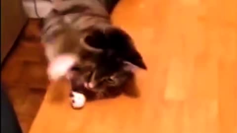 The Funniest Cat Videos Ever: A Compilation of Feline Funnies"