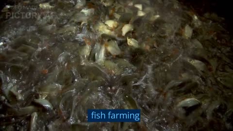 Fish farming business