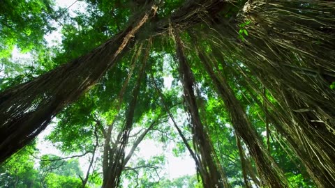 Beauty of Nature| Safari | Good Weather #Forest #Nature# Beauty