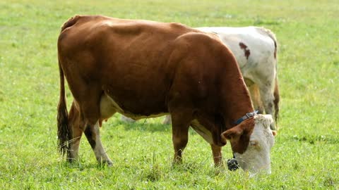 Cow Milk Cow Ruminant Beef Livestock Pasture