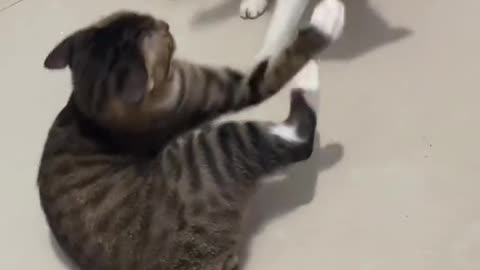 Funniest cat fighting - Purr-sistible vs. Paw-some: The Battle of Funny Pets