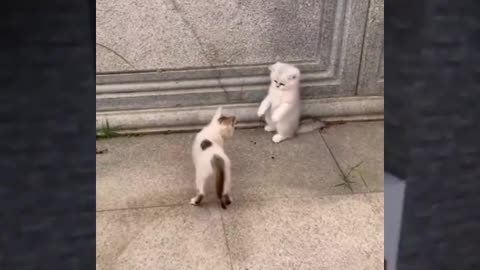 Cute Kitten Fight😂