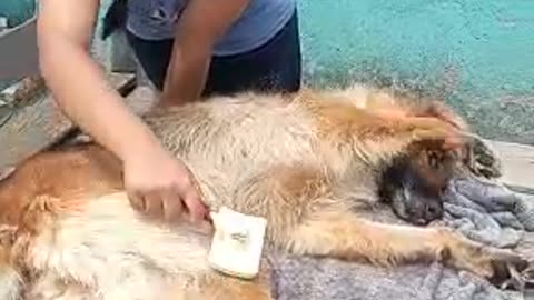 Yankki beby my dog bathing