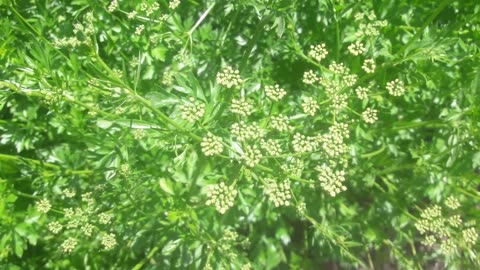 Parsley seeds