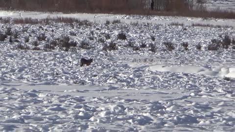 Wolf Howling In Yellowstone National Park Lamar Valley