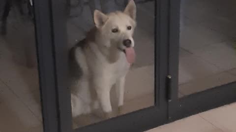 Batman the Husky Looks Goofy While Licking Glass