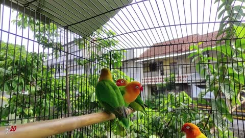 LOVEBIRD STILL CONFUSED IN THE NEW CAGE