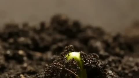 What happens to seeds when it's buried