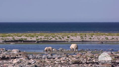 Loss of sea ice puts polar bears at risk: study