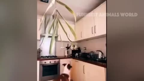 new funny animal vidios 🤣 cute cats and dogs