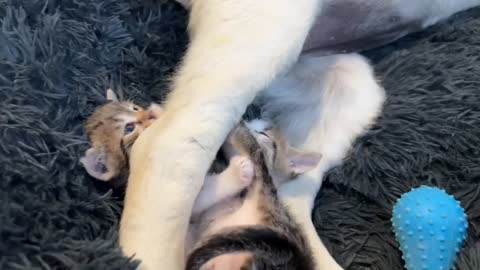 Tiny Kitten and Golden Retriever Puppy Cutest Friends