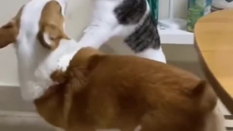 Battle cat vs dog, who is win?