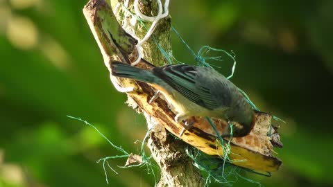 Beautiful birds stock footage