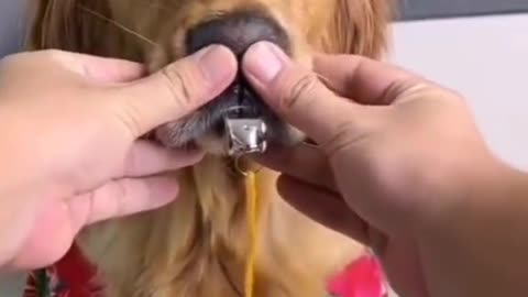 Funny dog video🐕A Dog With Whistles 😁