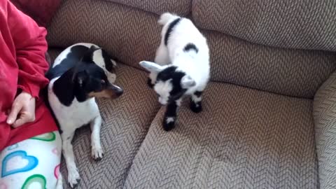 Cute Little Baby Pygmy Goat Sitting on the Couch