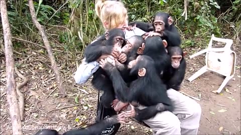 Cuddly Baby Chimpanzees - Cutest Compilation