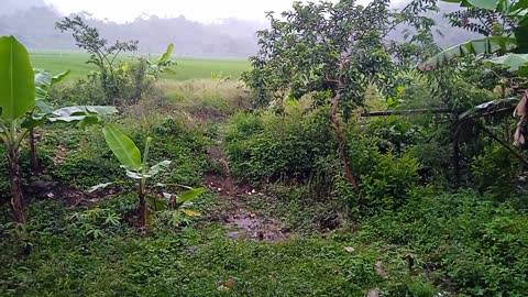 rainy weather in the countryside