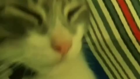 Cat Videos Cimeng