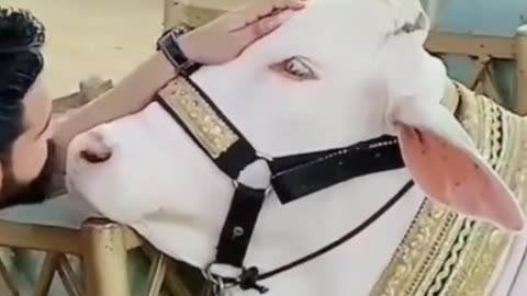 White Bail Qurbani 2023 Eid ul Adha Animal 2023 Pindi Bull Tiktok Bull Lover