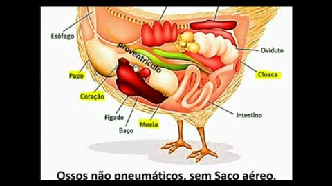 Seres Vivos: Vertebrados Aves - MinhaEscolaWeb